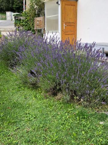 Nid D'Abeilles Tramelan Exterior foto
